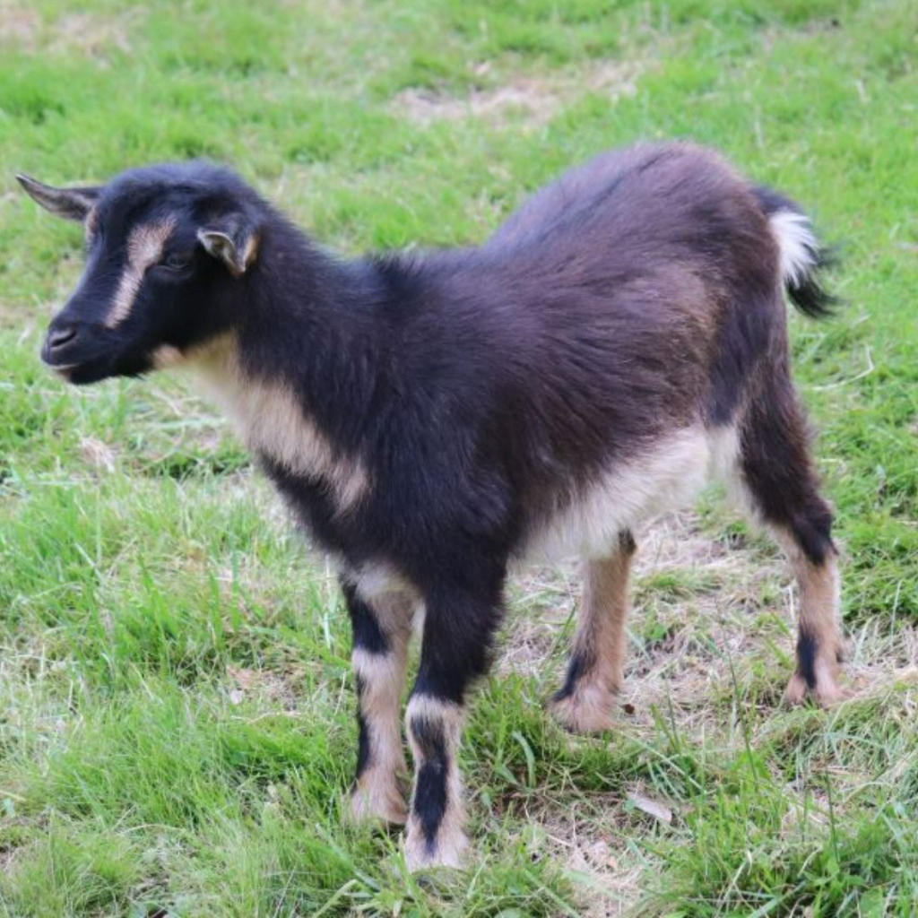 Brown and black nigerian dwarf goat with cute facial markings
