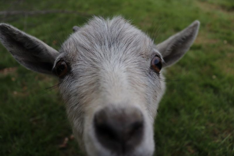 Up close of white nigerian dwarf goat