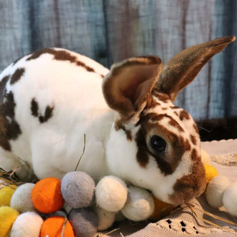 A buck rabbit posed for his photo
