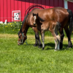 Horses at burnt feather farms