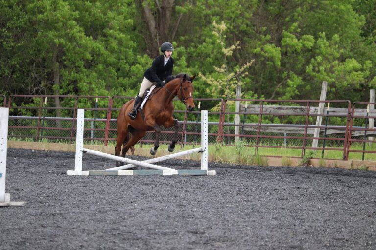 Hunter Jumper